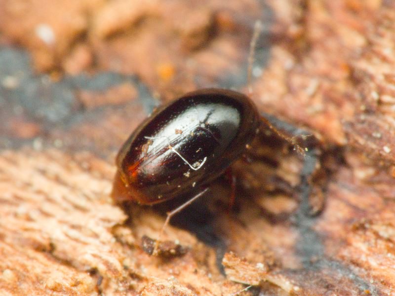 Staphylinidae Latreille, 1802